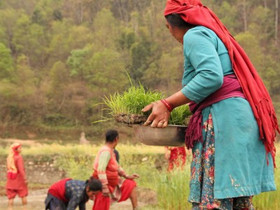 किसानलाई दशैँभन्दा खेतीपातीकै चिन्ता